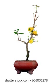 yellow Chinese new year flower with old pot (OCHNA INTEGERRIMA plant) isolated