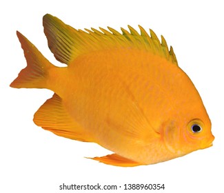 124 White Tail Damselfish Images, Stock Photos & Vectors | Shutterstock