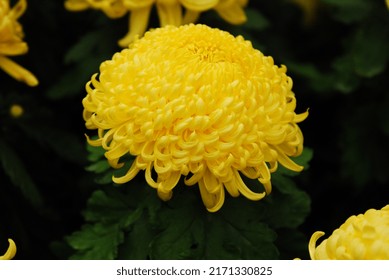  a yellow chrysanthemum in botanical garden in Achimgoyo botanical garden in Cheongpyeong, South Korea