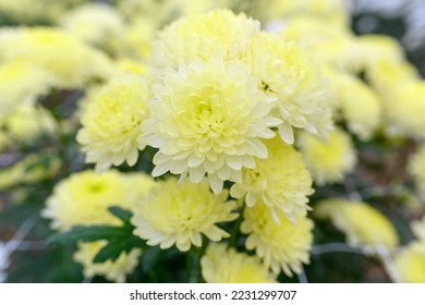 Yellow chrysanthemum close  up in greenhouse  A beautiful flower grows in summer 
