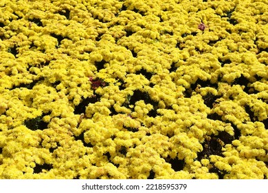 Yellow Chrysanthemum Field In Autumn