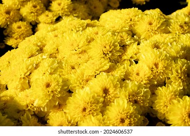 Yellow Chrysanthemum Field Background Image