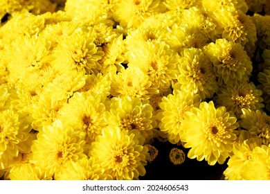 Yellow Chrysanthemum Field Background Image