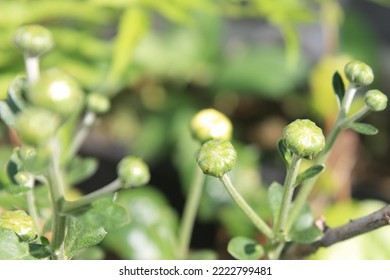 yellow chrysanthemum flower buds blur background - Shutterstock ID 2222799481