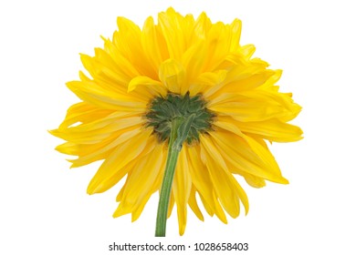 Yellow chrysanthemum flower closeup background