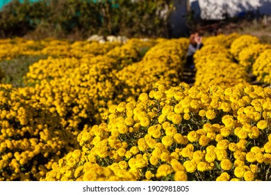 Yellow Chrysanthemum Flower Field In Full Bloom