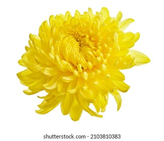 Yellow Chrysanthemum flower, Large Chrysanthemum flower isolated on white background, with clipping path               