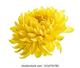 Yellow Chrysanthemum flower, Large Chrysanthemum flower isolated on white background, with clipping path                             