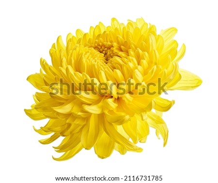 Yellow Chrysanthemum flower, Large Chrysanthemum flower isolated on white background, with clipping path                             