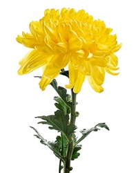 Yellow Chrysanthemum Flower With Leaves, Large Chrysanthemum Flower Isolated On White Background, With Clipping Path                         