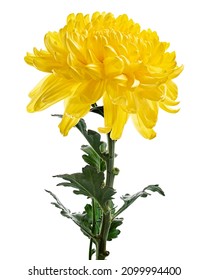 Yellow Chrysanthemum flower with leaves, Large Chrysanthemum flower isolated on white background, with clipping path                         