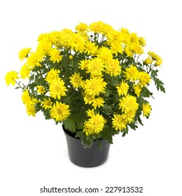 yellow chrysanthemum flower plant in the pot 