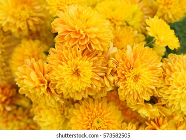 Yellow Chrysanthemum Flowers