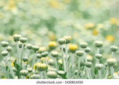 Yellow chrysanthemum in the flowers garden and blur background.
