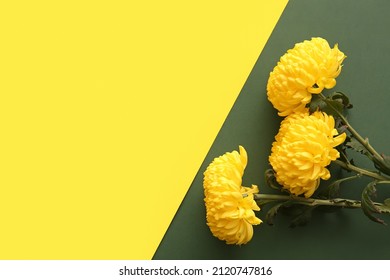 Yellow chrysanthemum flowers on color background