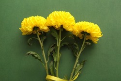 Yellow Chrysanthemum Flowers On Green Background