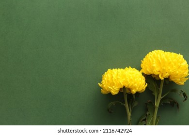 Yellow chrysanthemum flowers on green background