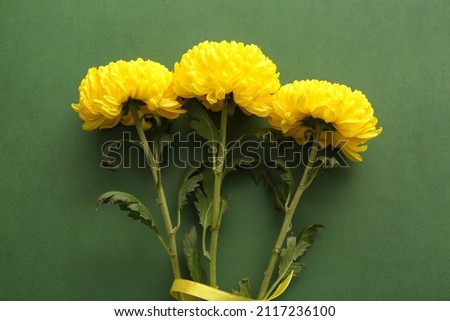Yellow chrysanthemum flowers on green background