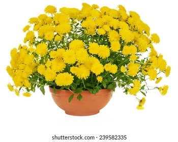 Yellow Chrysanthemum Flowers In Pot