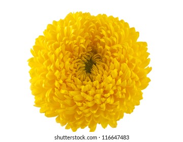 Yellow Chrysanthemum Isolated On White Background