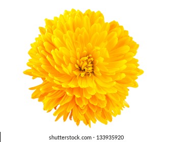 Yellow Chrysanthemum Isolated On White Background