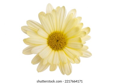 Yellow Chrysanthemum Isolated On White Background