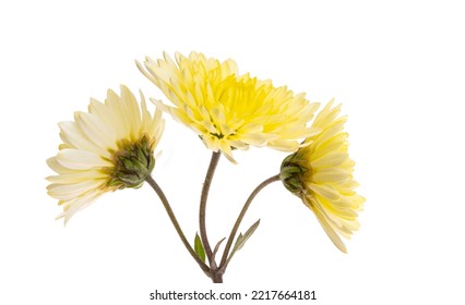 Yellow Chrysanthemum Isolated On White Background