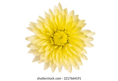 Yellow Chrysanthemum Isolated On White Background