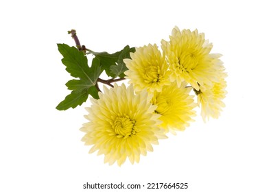 Yellow Chrysanthemum Isolated On White Background