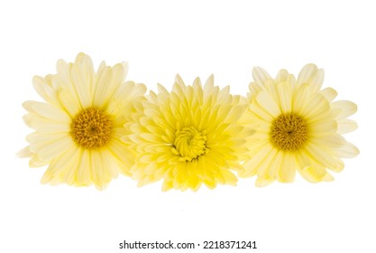 Yellow Chrysanthemum Isolated On White Background