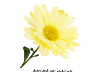 Yellow Chrysanthemum Isolated On White Background