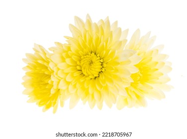 Yellow Chrysanthemum Isolated On White Background