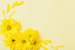 Yellow Chrysanthemum On Yellow  Paper Background