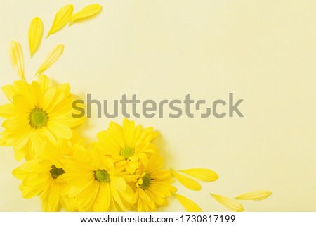 yellow chrysanthemum on yellow  paper background