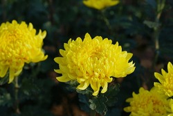 Yellow Chrysanthemums Flower Growing In The Garden On The Morning Are Native To East Asia And Northeastern Europe.Home Decoration And Environmental Concept.