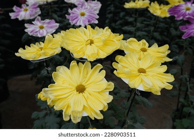 Yellow chrysanthemums mean 