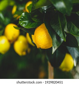 Yellow Citrus Lemon Fruit And Green Leaves In Garden. Citrus Limon Grows On A Tree Branch, Close Up. Decorative Citrus House Plant Meyer Citrus × Meyeri