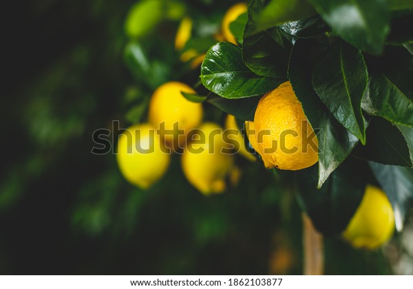 Yellow citrus lemon fruit and\
green leaves in garden. Citrus Limon grows on a tree branch, close\
up. Decorative citrus lemon house plant Meyer lemon Citrus ×\
meyeri