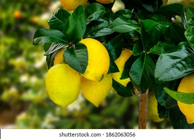 Yellow Citrus Lemon Fruits And Green Leaves In Winter Garden. Organic Citrus Limon Tree, Close Up. Decorative Citrus Lemon Houseplant Citrus × Meyeri Meyer