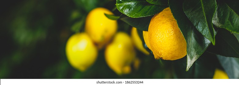 Yellow Citrus Lemon Fruits And Green Leaves, Banner. Citrus Limon  Tree, Close Up. Decorative Citrus Lemon House Plant. Meyer Lemon Citrus × Meyeri, Closeup