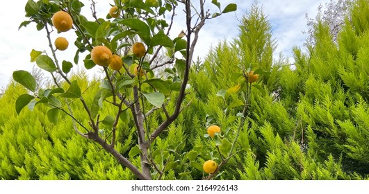 Yellow Citrus Lemon Fruits And Green Leaves, Banner. Citrus Lemon Tree, Close-up. Decorative Citrus Lemon Houseplant. Meyer Lemon Citrus × Meyeri, Close-up