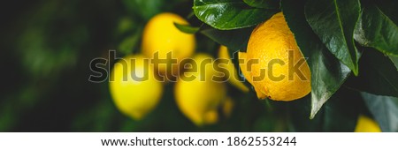 Yellow citrus lemon fruits and green leaves, banner. Citrus Limon  tree, close up. Decorative citrus lemon house plant. Meyer lemon Citrus × meyeri, closeup