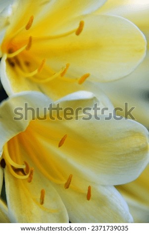 YELLOW CLIVIA FLOWER BLOOMS - A closeup view of a bright brilliant vibrant cluster of cream colored flowers with the sunlight shining through the bright colors illuminating the centre stamens