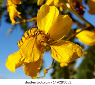 A yellow cloudless sulfur butterfly caterpillar (Phoebis sennae) devouring a golden shower tree (Cassia sp.) flower with a focus for its black thorns in its dorsal region.