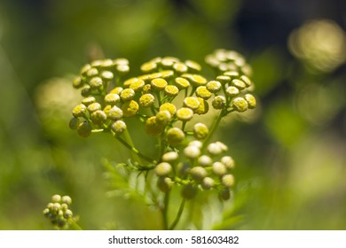 Yellow Cluster