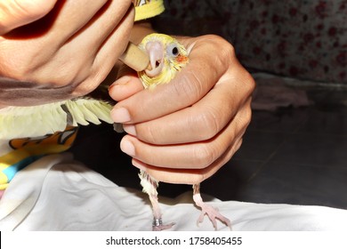 The yellow cockatiel birds are hungry and are about to be fed in Syringe