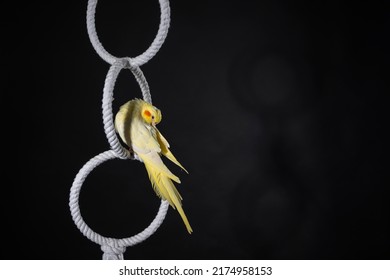 Yellow cockatiel with orange cheeks cleans feathers on a white ring, on a black background.
