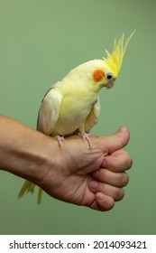 The Yellow Cockatiel Parrot Sits On The Hand. Pet Care Concept.