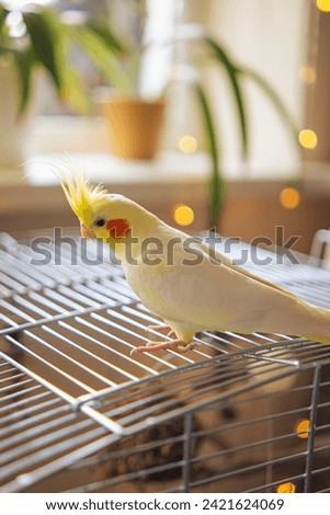 Yellow cockatiel parrot.Cute cockatiel.Home pet parrot.The best cockatiel.Beautiful photo of a bird.Ornithology.Funny parrot.Cockatiel parrot.
Home pet yellow bird.Beautiful feathers.Love for animals
