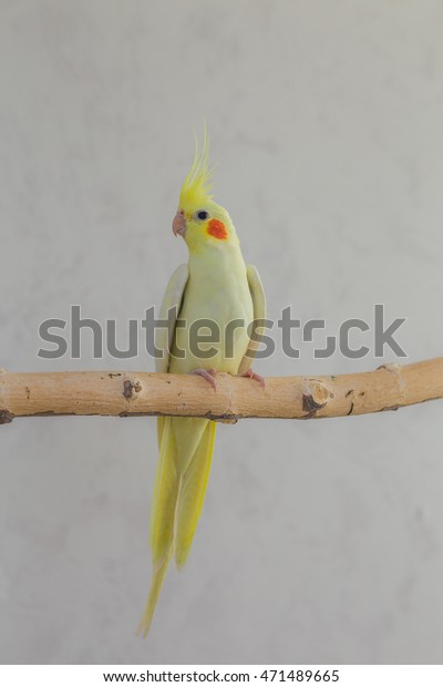 wooden perch